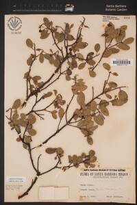 Arctostaphylos rudis image