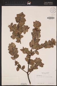 Arctostaphylos purissima image