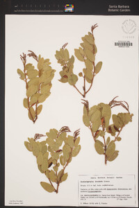 Arctostaphylos insularis image