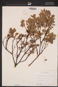 Arctostaphylos hookeri subsp. hookeri image