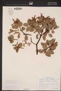 Arctostaphylos glauca image