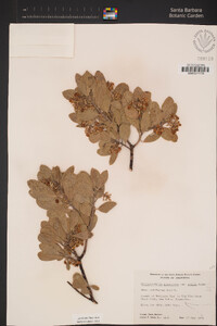 Arctostaphylos glandulosa subsp. mollis image