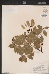 Arctostaphylos glandulosa subsp. glandulosa image