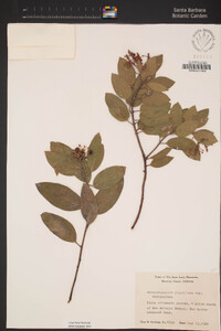 Arctostaphylos glandulosa image