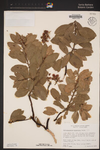 Arctostaphylos crustacea subsp. subcordata image