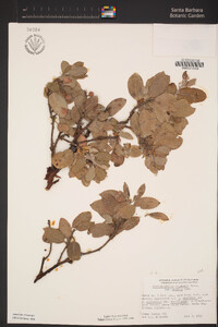 Arctostaphylos crustacea subsp. insulicola image