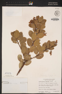 Arctostaphylos crustacea subsp. insulicola image