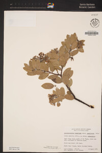 Arctostaphylos crustacea subsp. insulicola image