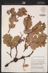 Arctostaphylos crustacea subsp. insulicola image