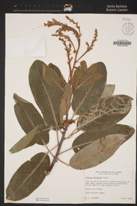 Arbutus menziesii image