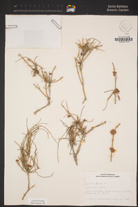 Ephedra viridis image