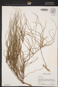 Ephedra viridis image