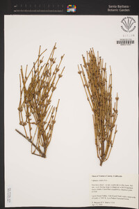 Ephedra viridis image