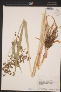 Scirpus microcarpus image