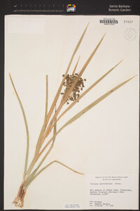 Scirpus microcarpus image