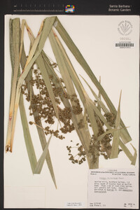 Scirpus microcarpus image