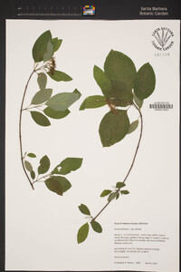 Cornus sericea image