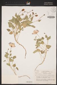 Image of Campanula × jenkinsae