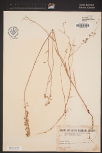 Thysanocarpus laciniatus image