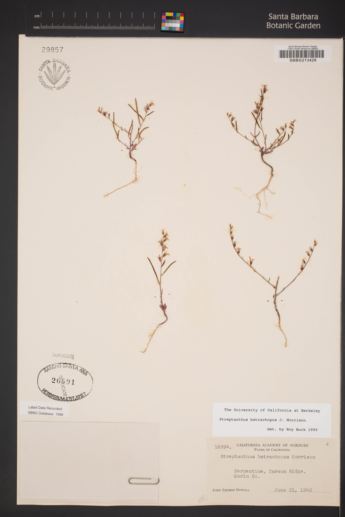 Streptanthus batrachopus image