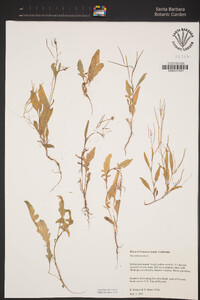 Sisymbrium irio image