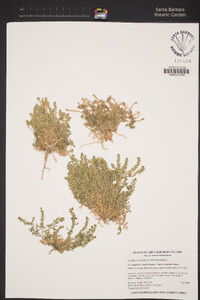 Lepidium strictum image