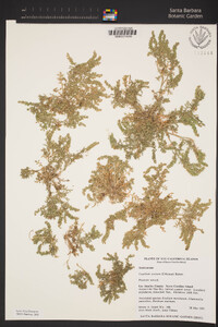 Lepidium strictum image