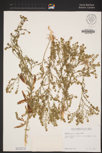 Lepidium pinnatifidum image