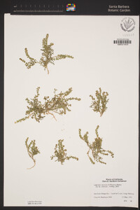 Lepidium strictum image