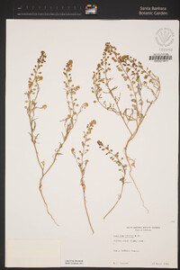 Lepidium nitidum image