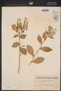 Lepidium draba image