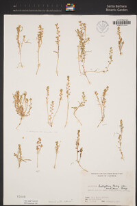 Lepidium dictyotum image