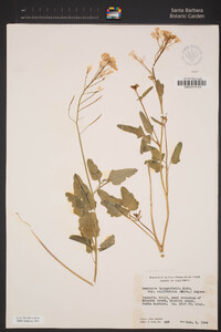 Cardamine californica image