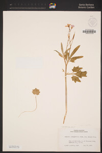 Cardamine californica image