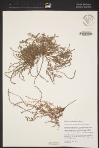 Plagiobothrys humistratus image