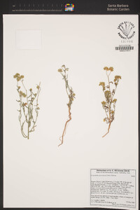 Cryptantha pterocarya image