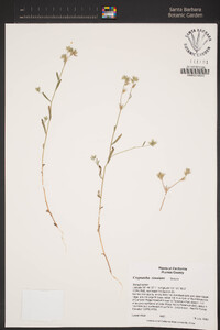 Cryptantha simulans image