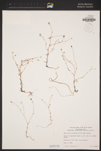Cryptantha sparsiflora image