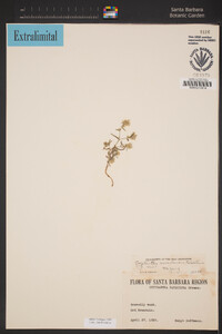 Cryptantha nevadensis image