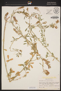 Medicago sativa image