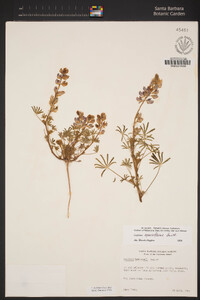 Lupinus sparsiflorus image