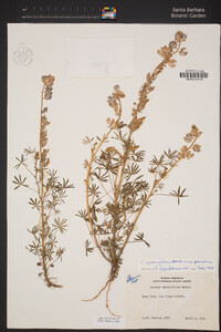 Lupinus sparsiflorus image