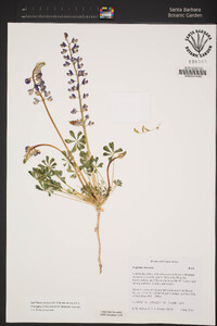 Lupinus odoratus image