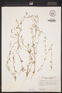 Cryptantha microstachys image