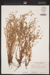 Cryptantha microstachys image