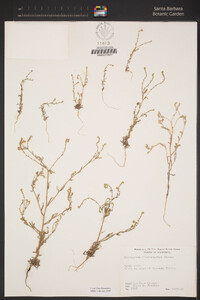 Cryptantha microstachys image