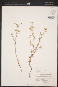 Cryptantha ambigua image