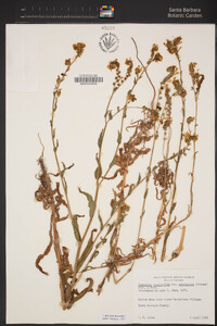 Amsinckia spectabilis var. spectabilis image