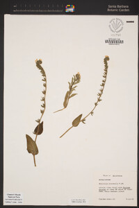 Amsinckia spectabilis var. spectabilis image