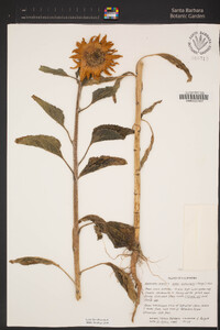 Helianthus annuus image